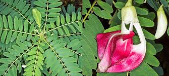 Image result for Sesbania grandiflora
