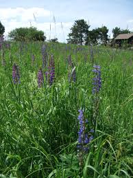 Lupine Fields Sugar Hill Nh Plants Garden Fields