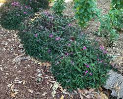 Image result for Ruellia makoyana