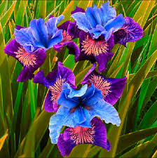 Top quality vegetable, herb and flower seeds for the market & home gardener. 2 Iris Bulbs Rare Perennial Tall Bearded Resistant Refresh Flowers Hardy Plant Bulbs Roots Rhizomes Yard Garden Outdoor Living