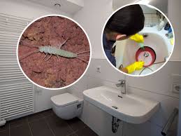 Silberfische bekämpfen erfolgreich ihre angeborene scheu, wenn sie auf wohnungssuche gehen. Silberfische Wirksame Hausmittel Gegen Die Ekeligen Tierchen Service