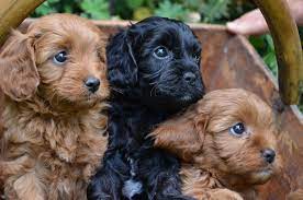Pin By Nicole Harrison On Puppies Puppies And Kitties Puppies Cute Dogs