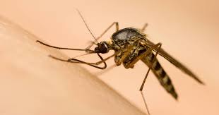 Hatsune miku corpse dance slowed. Brooklyn Queens To Spray For Mosquitoes To Help Prevent Zika Thrillist