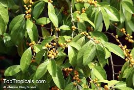 Image result for Suregada