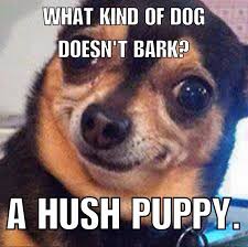 Haha This Made Us Laugh Dogslifemag Cute Jokes Puppy Jokes Corny Jokes