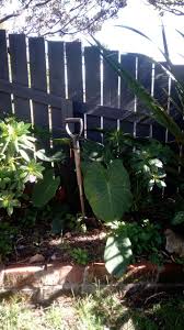 Image result for Eriosema shirense