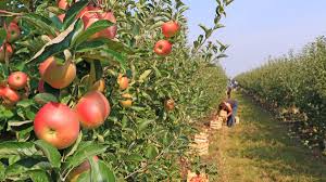 Explore the vast attraction, which holds more than 5,300 animals. It S California Apple Picking Season At These Stunning Orchards