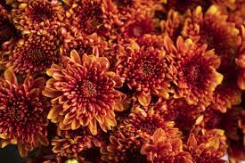 How To Overwinter Perennial Mums Jung Seed S Gardening Blog
