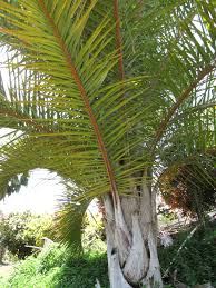 Image result for Raphia farinifera