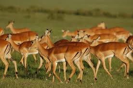 The springbok is the national animal of south africa. List 20 Must See African Animals When On A Safari Safari Animals