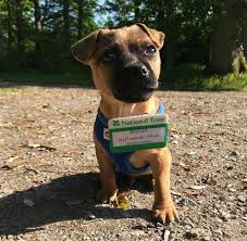 Dog Wearing Name Tag That Says Biscuit Staff Morale Officer Dogs With Jobs Working Dogs Animals
