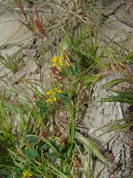 Image result for Dolichos linearifolius