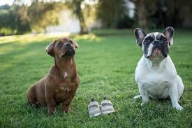 Maybe you would like to learn more about one of these? Plaza Boulevard Pet Hospital 2415 E Plaza Blvd National City Ca 91950