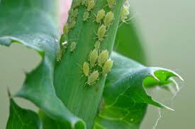 Compare prices & read reviews. Homemade Aphid Spray Recipes Thriftyfun