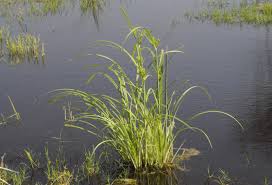 Image result for Cyperus alopecuroides