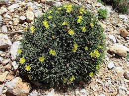 Image result for Launaea rarifolia