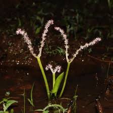 Image result for Aponogeton desertorum