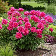 Most of our perennials for sun are also drought resistant/drought tolerant plants (xeric). Photo Essay Extremely Drought Tolerant Perennials Perennial Resource