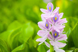 Image result for Pontederiaceae