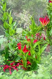 Image result for Gloriosa superba