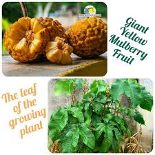 Image result for Myrianthus arboreus