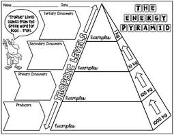 Energy Pyramid Science Doodle Notes Interactive Notebook Energy Pyramid Science Doodles Doodle Notes Science