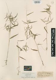 Image result for Aristida stipoides