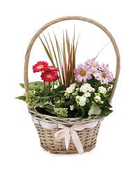 Check spelling or type a new query. Mother S Day Flowers From The Supermarkets Including Tesco M S Aldi Waitrose And More Wales Online