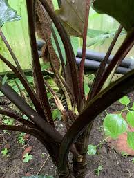 The alocasia lauterbachiana or 'silver sword' is an unusual and rare houseplant with long, angular & bright green leaves growing from a dark purple stem. Baroque Sword Alocasia Lauterbachiana In The Elephant Ears Alocasia Database Garden Org