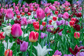 These are the best spring flowers to plant in your garden this year. Best Tulips Tips On Choosing Spring S Brightest Bulb The English Garden