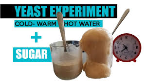 Once foamy, stir it with a spoon or a fork until the yeast is completely dissolved. Yeast Comparison Experiment Cold Vs Warm Hot Water Sugar Fermentation For Cooking Activate Recipe Youtube