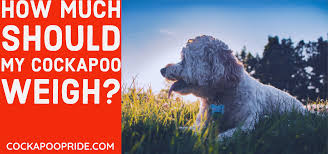 We did not find results for: Cockapoo Weight Chart What Should Your Cockapoo Weigh Cockapoo Pride