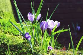 They have tiny purple blooms and are used as filler flowers in a bouquet. Purple And White Tulip Flowers Crocus Blades Of Grass Green Moss Nature Grass Close Plant Flora Pxfuel