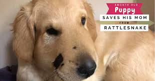 Rescue a golden of arizona. 6 Month Old Golden Retriever Puppy Saves His Mom From A Rattlesnake Pawsocute