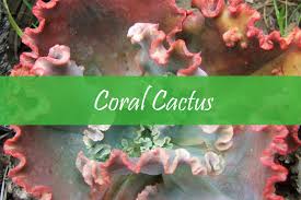 It's similar looking to the coral cactus at first glance kind of looks like a lettuce (please don't eat this), and a type of how it looks: Coral Cactus Care And Grafting Guide The Rex Garden