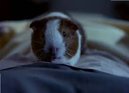 Maybe you would like to learn more about one of these? Stephen Gibbons Twitter à¤µà¤° The 10 Movies Featuring Guinea Pigs 10 Shredderman Rules 9 Bedtime Stories 8 Houseguest 7 The Nutty Professor Ii The Klumps 6 G Force 5 Return Of The Fly