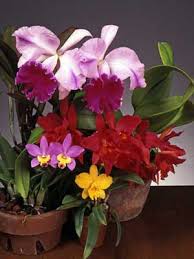Before the first flowering, a cattleya seedling needs to grow for at least 5 years. Novice Cattleya Culture Sheet