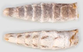 Image result for Scoparia subfusca