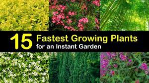 We did not find results for: 15 Fastest Growing Plants For An Instant Garden