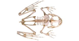 Some departments will perform this routinely instead of the ap pelvis view to reduce exposure and maintain high diagnostic accuracy 1. Frog Skeleton Inside Of A Frog Dk Find Out