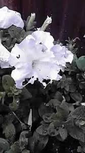 インパチェンスの花が何かに食べられてます 花やら葉っぱやら見ても虫みたいのはい Yahoo 知恵袋