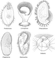 Ciliophora