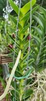 Image result for Aeschynomene mossambicensis