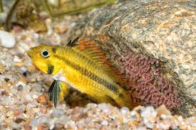 Are you an apistogramma enthusiast? Beginner S Care Guide For The Apistogramma Dwarf Cichlid Aquarium Co Op