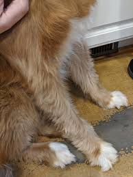 Последние твиты от far and away (@farandawayband). Why Did My Dog S Puppy Fur Never Completely Go Away Her Legs Are Still Fuzzy Tollers