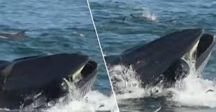 Ho pensato che sarei morto Uomo Inghiottito Dalla Balena Viene Risputato Fuori Le Immagini Incredibili