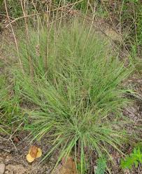 Image result for Eragrostis aspera