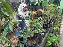 Lalu, sehari sebelumnya siapkan media tanam dengan komposisi 60% tanah, 30% pupuk dan 10% cocopeat. Kebun Organik Di Halaman Rumah Mbludus Com
