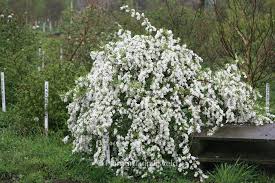 Image result for Exochorda