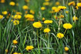 Unidad léxica estable formada de dos o más palabras que funciona como sustantivo masculino (ojo de buey, agua mala). Dandelion A Flavorful And Healthy Weed Spiceography